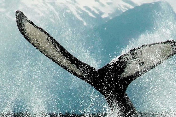 whale's tail breeching the water