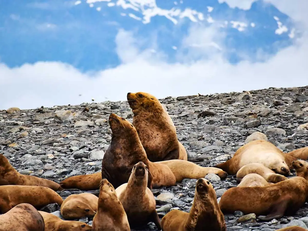 a seal lying on the ground