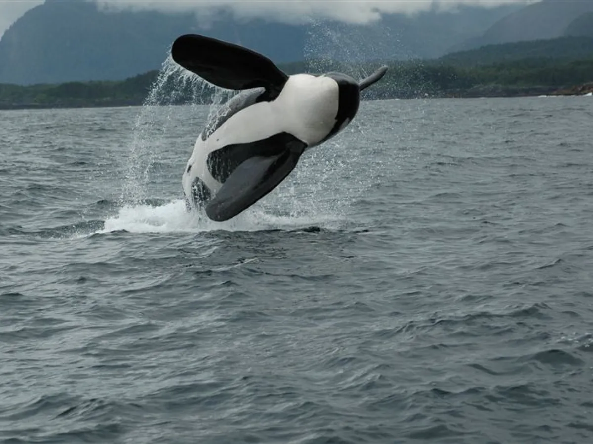 a person riding a wave on top of a body of water