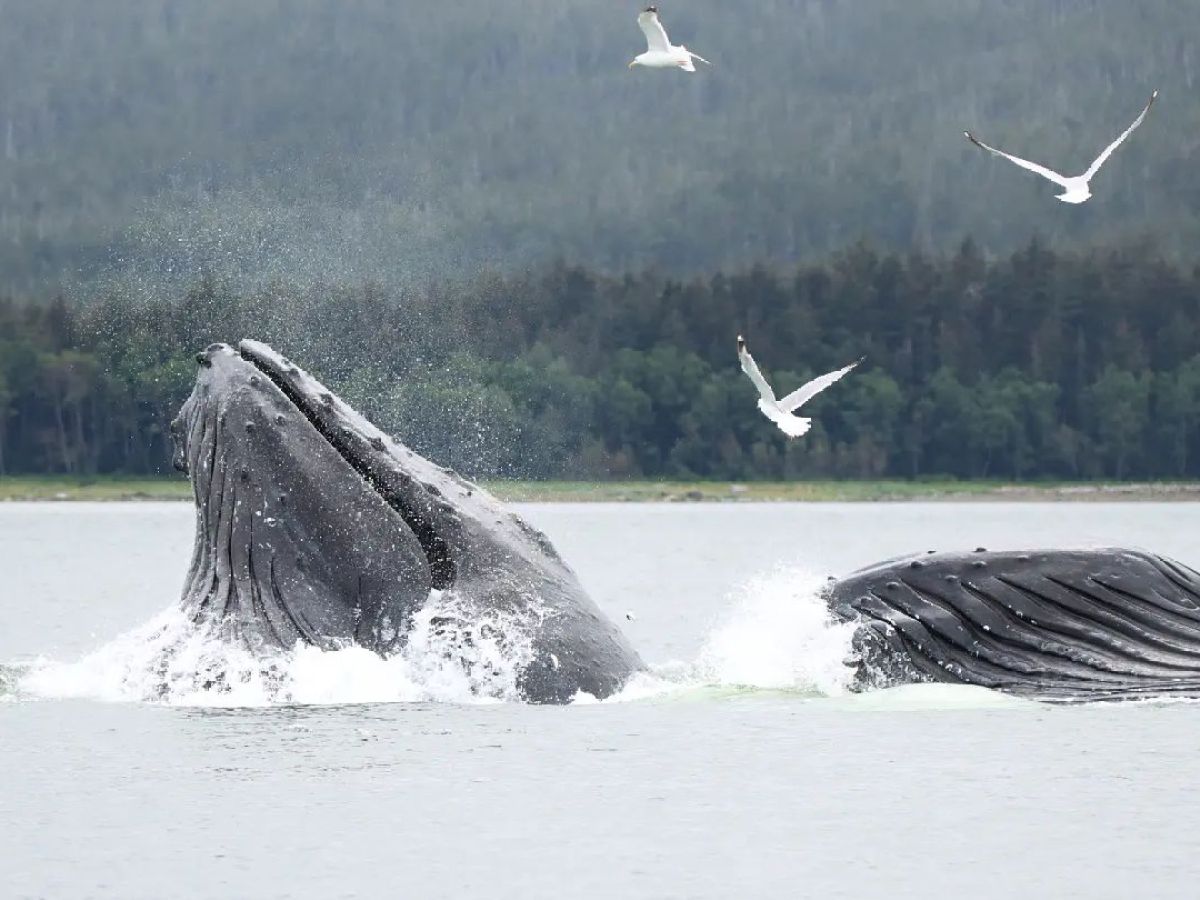 a bird flying over a body of water