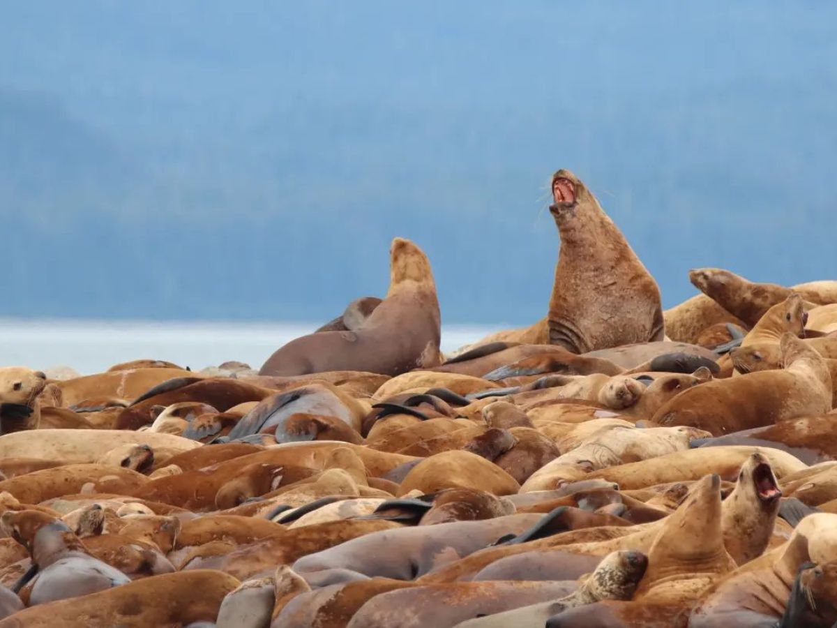 a seal on a rock