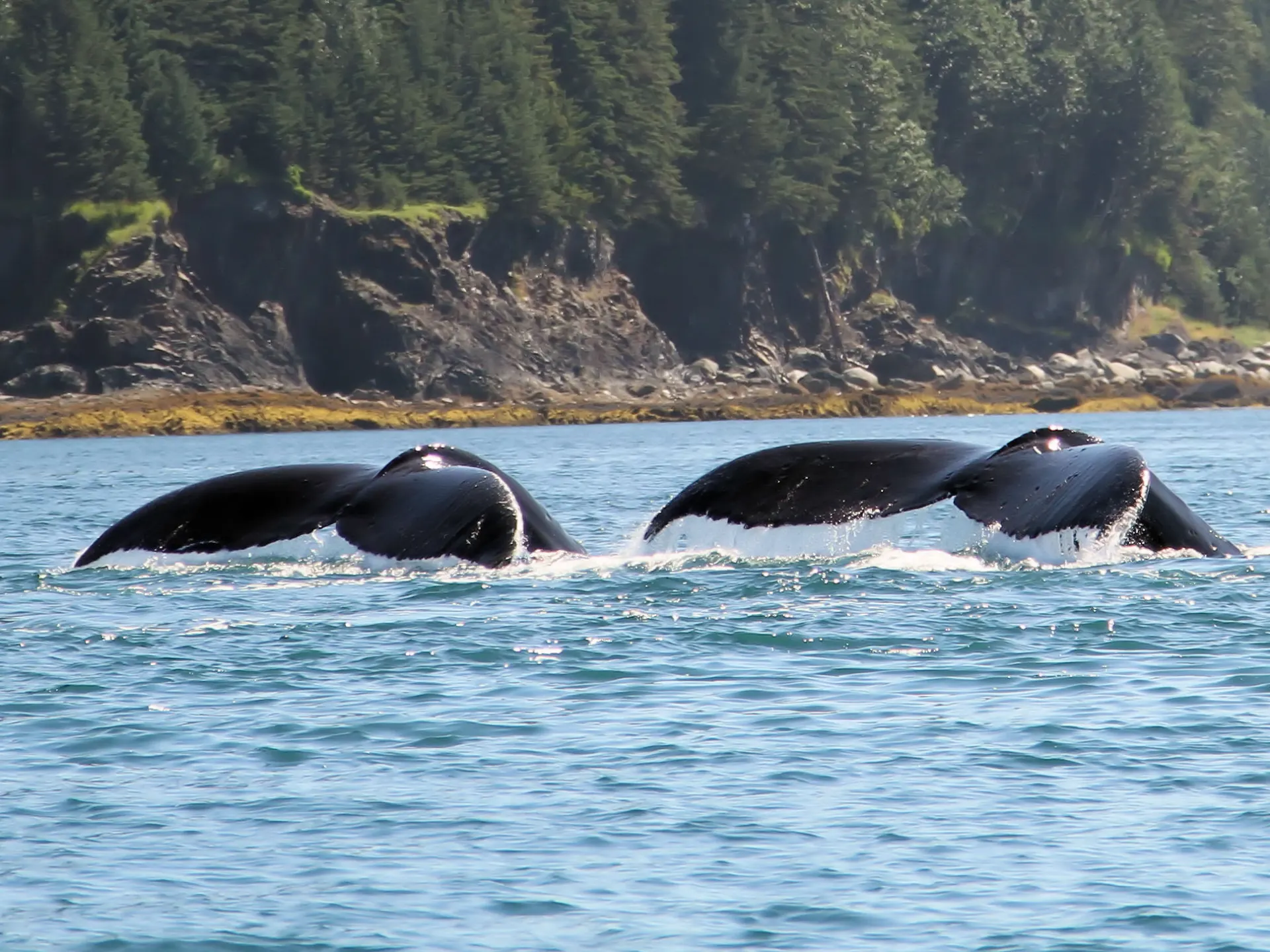 a whale jumping out of the water